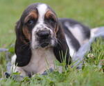 Puppy Hector Basset Hound