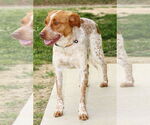 Small #3 Mutt