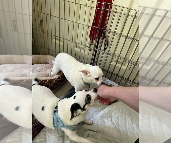 Medium Photo #7 Jack Chi Puppy For Sale in Oakhurst, NJ, USA