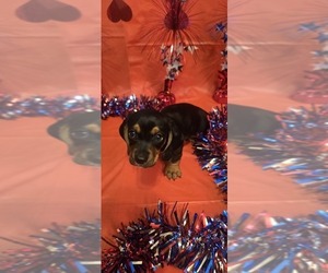 Medium Dachshund