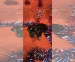 Puppy 1 Dachshund