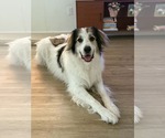 Small #2 Great Pyrenees Mix