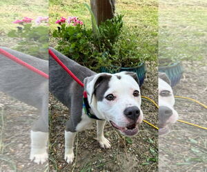 American Pit Bull Terrier-Unknown Mix Dogs for adoption in Germantown, OH, USA