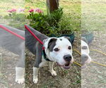 Small American Pit Bull Terrier Mix