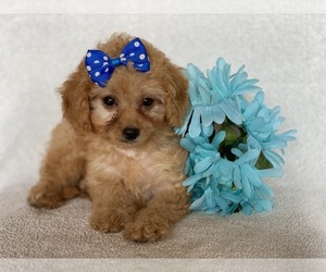 Goldendoodle-Poodle (Miniature) Mix Puppy for sale in CEDAR LANE, PA, USA