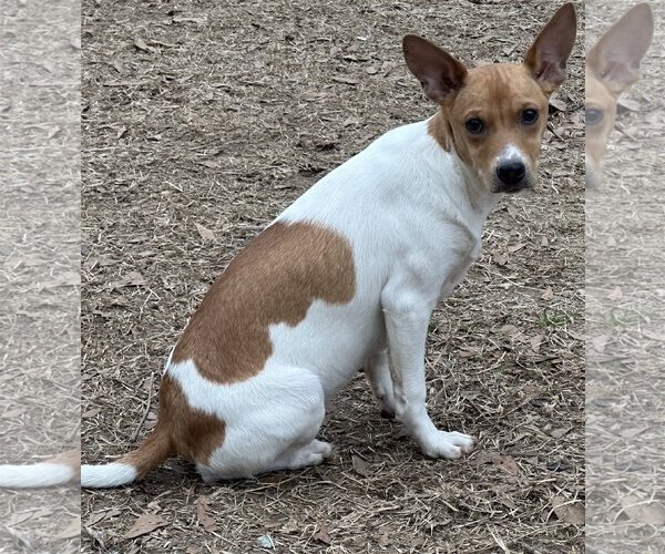 Medium Photo #3 Jack-Rat Terrier Puppy For Sale in Yardley, PA, USA