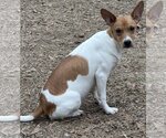 Small Photo #3 Jack-Rat Terrier Puppy For Sale in Yardley, PA, USA