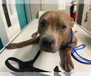 American Pit Bull Terrier-Unknown Mix Dogs for adoption in Waco, TX, USA