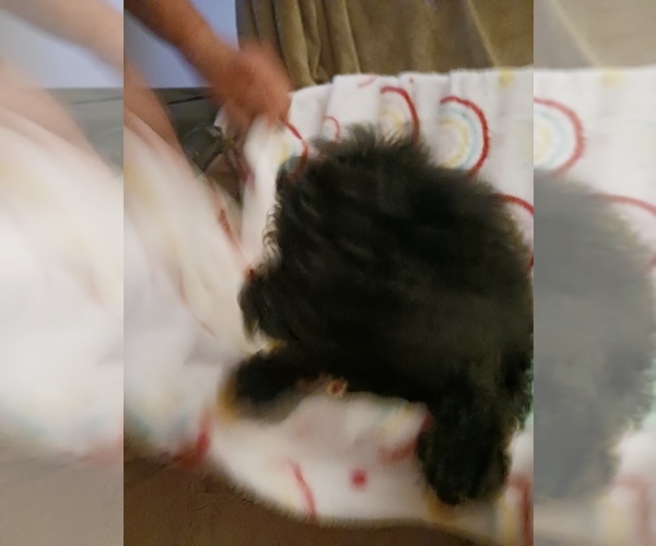 Medium Photo #1 Poodle (Toy) Puppy For Sale in SAVANNAH, GA, USA