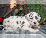 Puppy Honey Great Dane