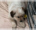 Small #1 Great Pyrenees Mix