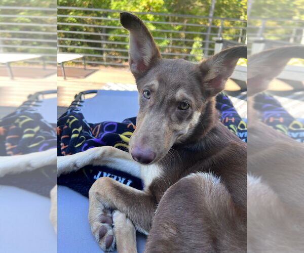 Medium Photo #4 Carolina Dog-German Shepherd Dog Mix Puppy For Sale in Raleigh, NC, USA