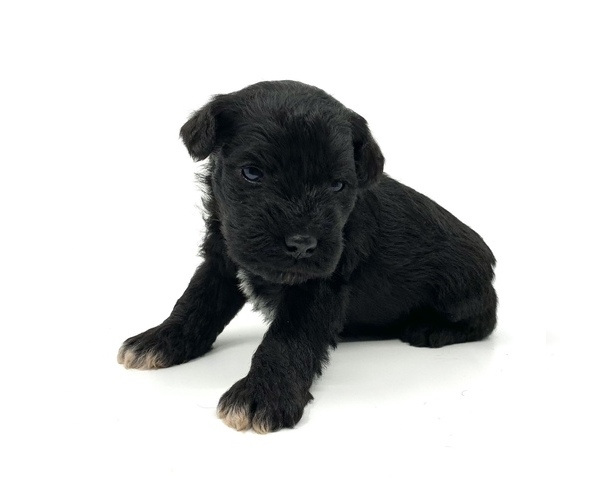 Medium Photo #1 Schnauzer (Miniature) Puppy For Sale in WINTERVILLE, GA, USA