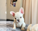 Small #2 French Bulldog