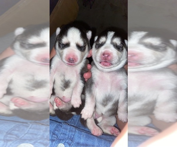 Medium Photo #2 Siberian Husky Puppy For Sale in LYNNWOOD, WA, USA