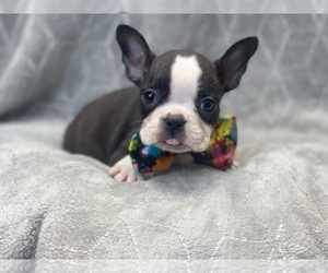 Faux Frenchbo Bulldog Puppy for sale in LAKELAND, FL, USA