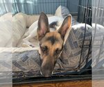 Small Photo #22 German Shepherd Dog-Unknown Mix Puppy For Sale in Boonton, NJ, USA