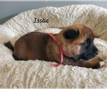 Small Photo #2 Akita Puppy For Sale in FRESNO, OH, USA