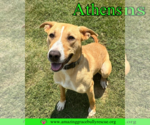 Small American Staffordshire Terrier-Catahoula Leopard Dog Mix