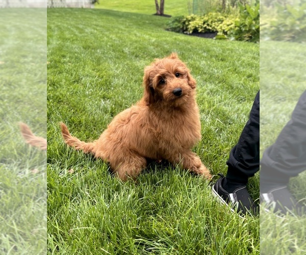 Medium Photo #3 Goldendoodle mix (+ Poodle Miniature) Puppy For Sale in NOBLESVILLE, IN, USA
