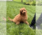 Small #2 Goldendoodle mix (+ Poodle Miniature)
