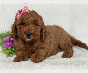 Goldendoodle (Miniature) Puppy for sale in EAST EARL, PA, USA