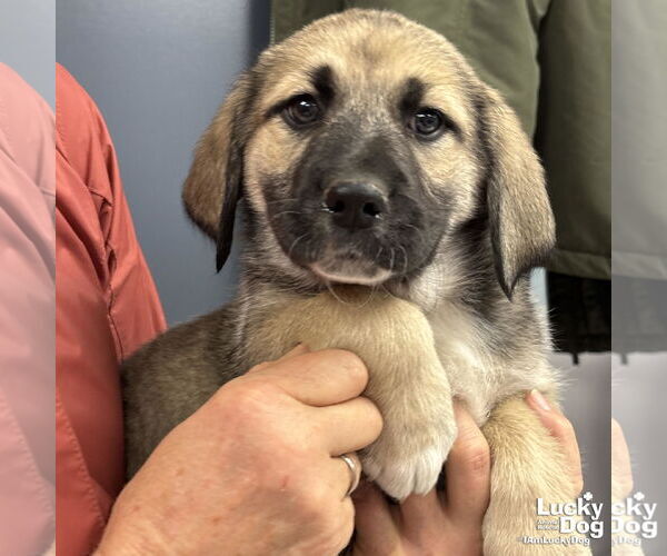 Medium Photo #2 Labrenees Puppy For Sale in Washington, DC, USA