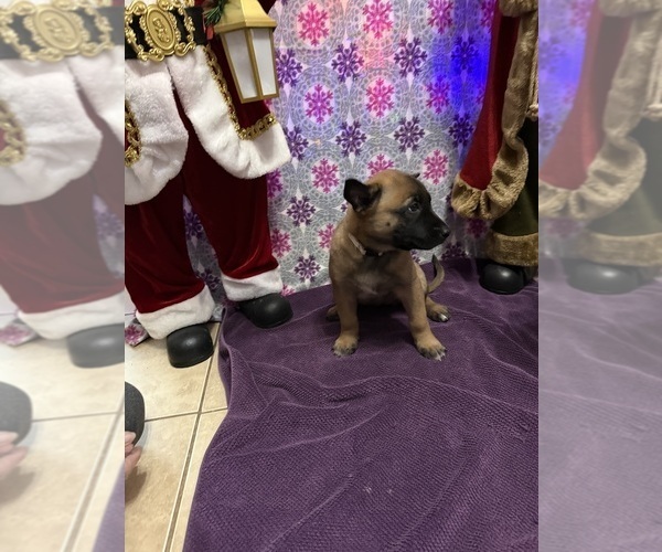 Medium Photo #21 Belgian Malinois Puppy For Sale in JACKSONVILLE, FL, USA