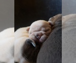 Small Photo #34 French Bulldog Puppy For Sale in BONE CAVE, TN, USA