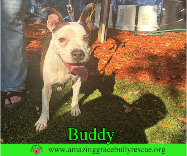 Medium Photo #7 American Pit Bull Terrier-Unknown Mix Puppy For Sale in Milton, FL, USA