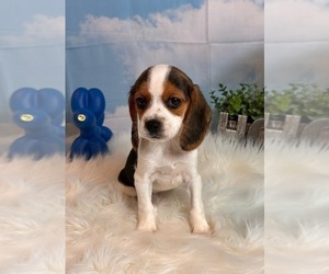 Beagle Dog for Adoption in INDIANAPOLIS, Indiana USA
