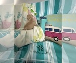 Small #14 French Bulldog