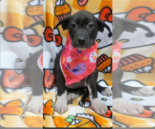 Medium Photo #1 Labrador Retriever-Unknown Mix Puppy For Sale in SHERBURNE, NY, USA