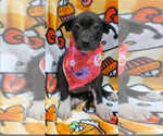 Small Labrador Retriever Mix