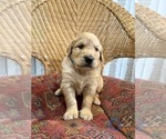 Small Photo #9 Golden Labrador Puppy For Sale in VANCOUVER, WA, USA