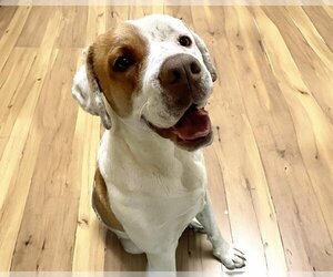 Treeing Walker Coonhound-Unknown Mix Dogs for adoption in Tulsa, OK, USA