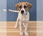 Small #4 Border Collie Mix