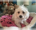 Small Photo #11 Zuchon Puppy For Sale in RENO, NV, USA