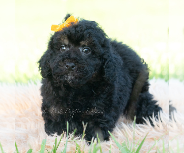 Medium Photo #4 Poodle (Miniature) Puppy For Sale in WARSAW, IN, USA