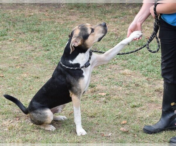 Medium Photo #2 Mutt Puppy For Sale in Anniston, AL, USA