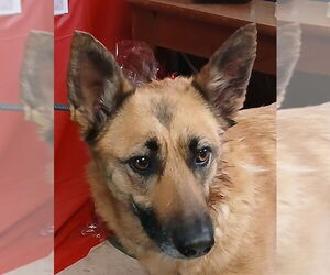 Mutt Dogs for adoption in Lodi, CA, USA