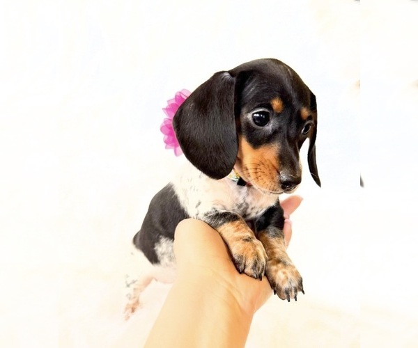 Medium Photo #10 Dachshund Puppy For Sale in DAVIS, CA, USA