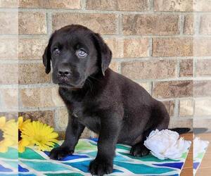 Labrador Retriever Puppy for sale in DEFIANCE, OH, USA
