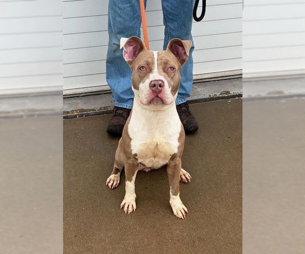 Medium Photo #1 Mutt Puppy For Sale in Louisville, KY, USA