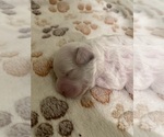 Small Photo #28 Poodle (Toy) Puppy For Sale in MURRIETA, CA, USA