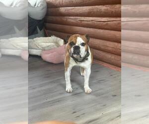 Bulldog-Unknown Mix Dogs for adoption in Jackson Township, NJ, USA