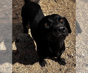 June- beautiful black lab - Female Labrador Retriever-Unknown Mix Dog for Adoption - Photo #3