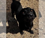 Small Photo #3 Labrador Retriever-Unknown Mix Puppy For Sale in Oakhurst, NJ, USA