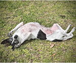 Small Photo #6 Rat Terrier Puppy For Sale in Atlanta, GA, USA