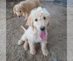 Puppy 4 Goldendoodle